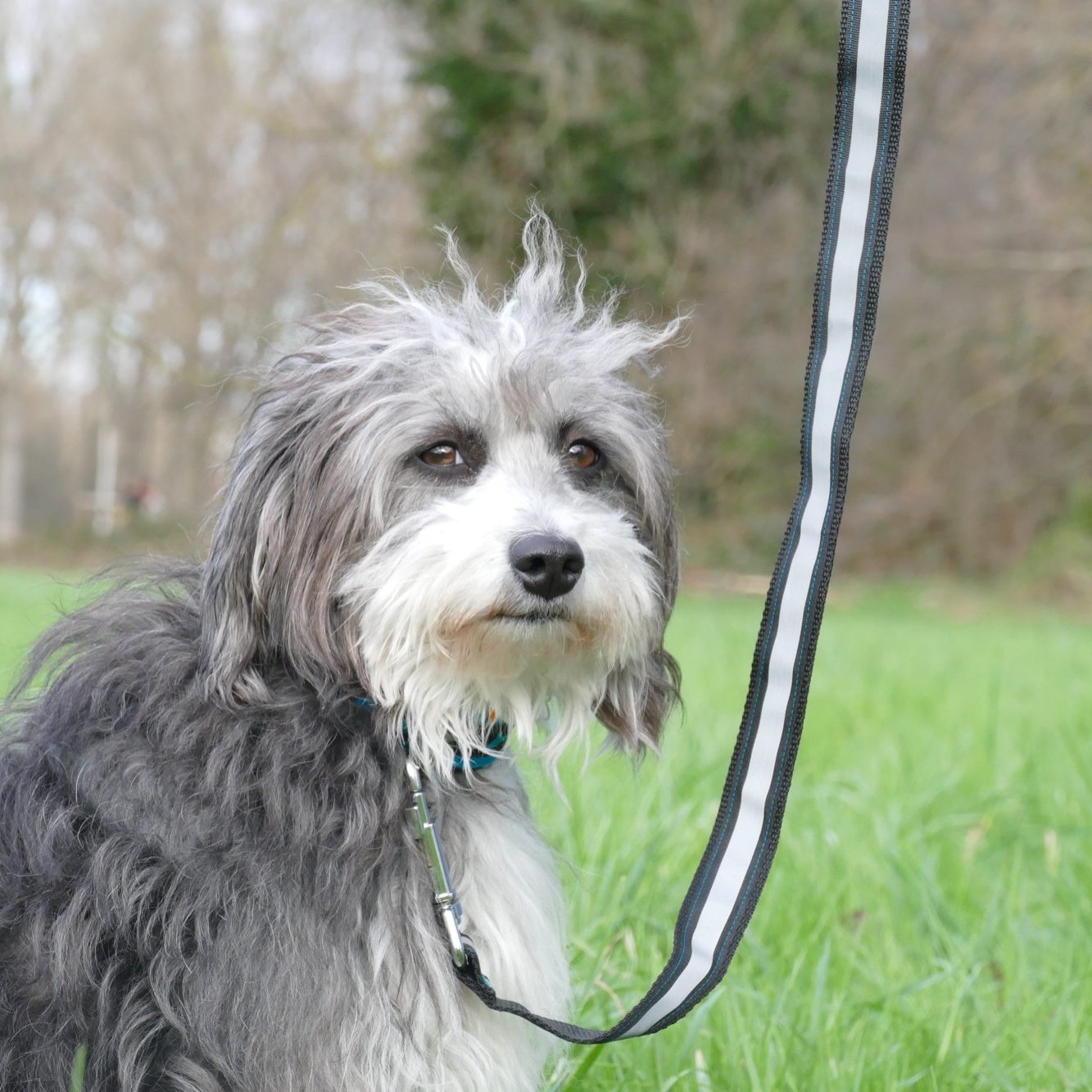 Das Bild zeigt einen Hund mit Schwarz und Weißem Fell. Der Hund sitzt und schaut in die Kamera. Der Hund ist an einer schwarzen Leine mit Reflektorstreifen befestigt. 