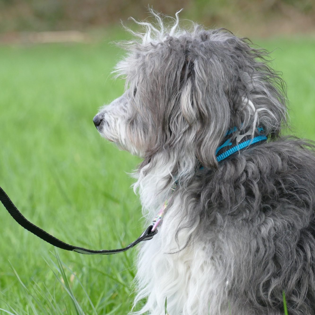 Das Bild zeigt einen Hund mit Schwarzem und Weißem Fell. Der Hund sitzt seitlich und schaut nach links. der Hund trägt ein Halsband in Türkis und Schwarz mit Knochenmuster. der Hund ist an einer schwarzen Leine befestigt 